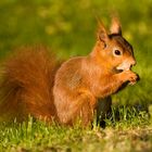 in der sonne schmeckts am besten