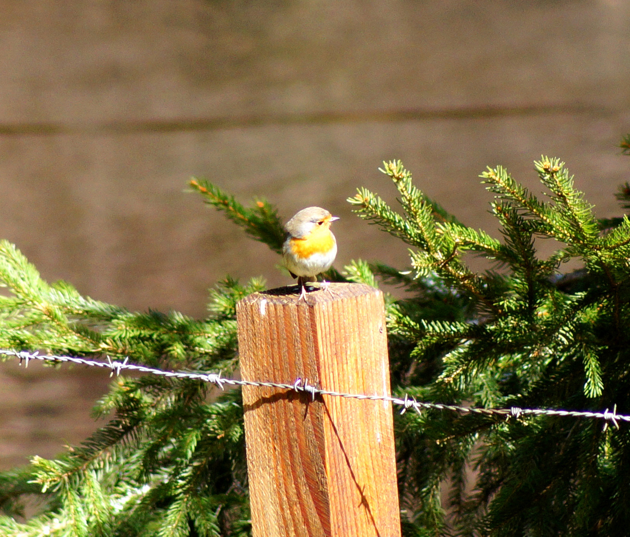 in der sonne sitzen