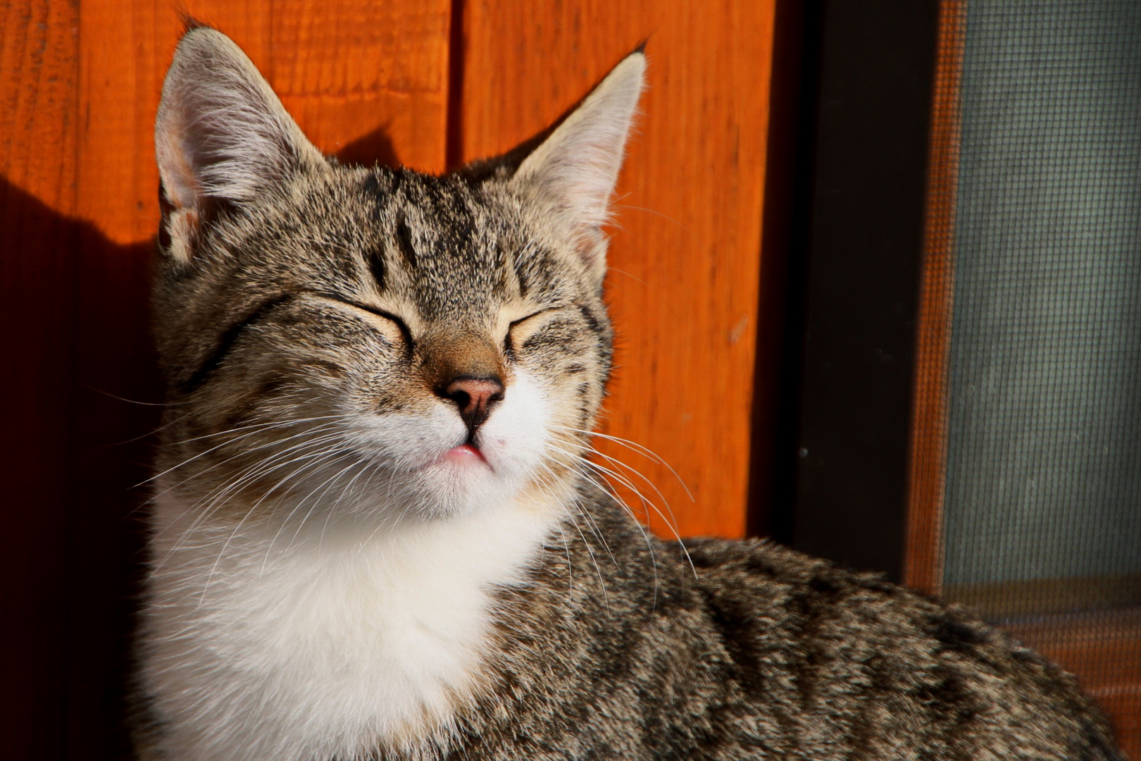 in der Sonne sitzen und genießen