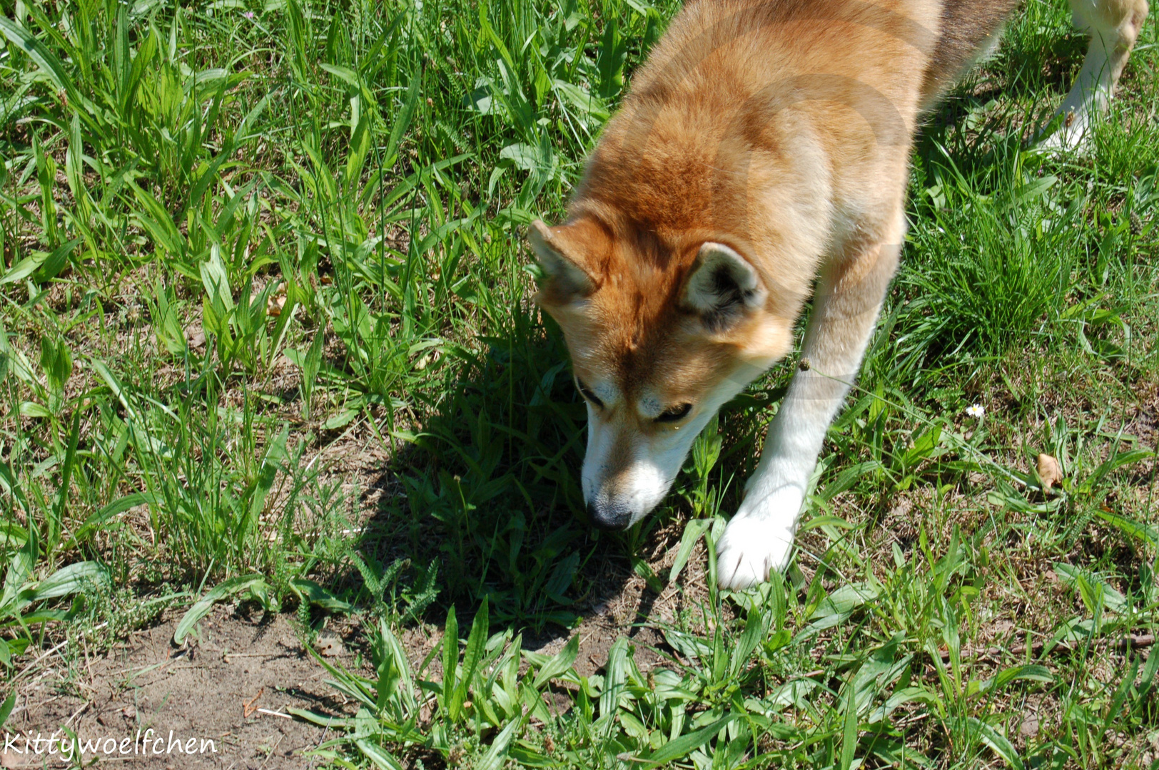 In der Sonne suche nach Futter