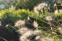 In der sonne tanzen