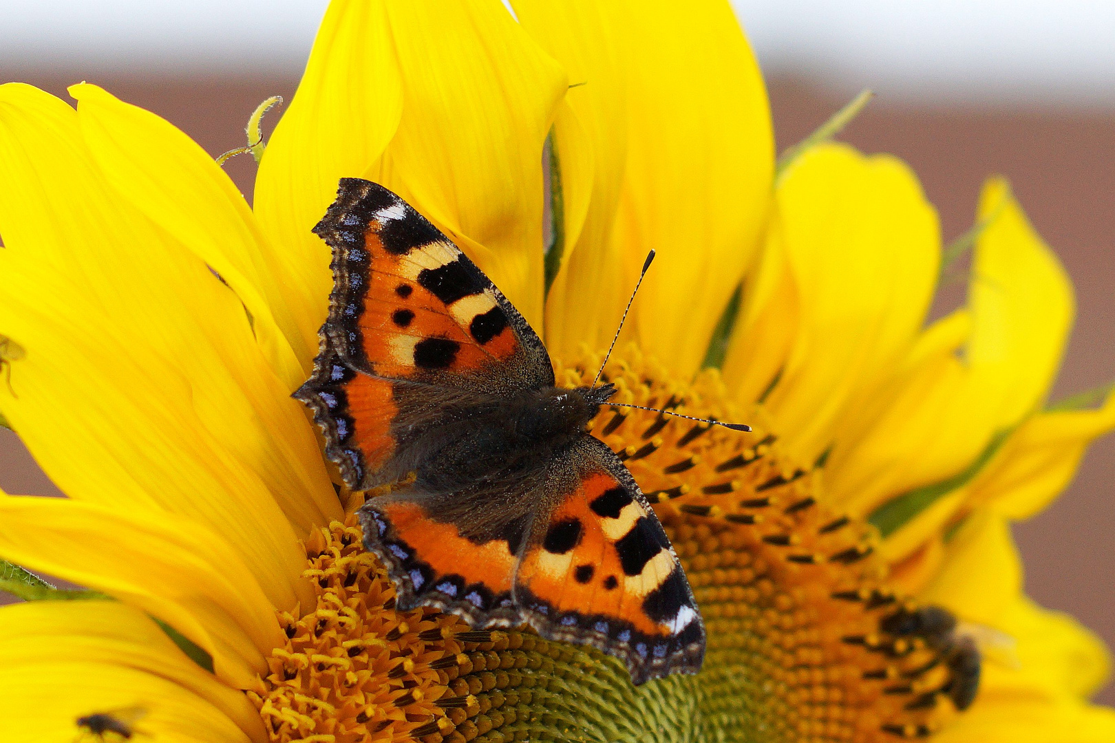 In der Sonnenblume