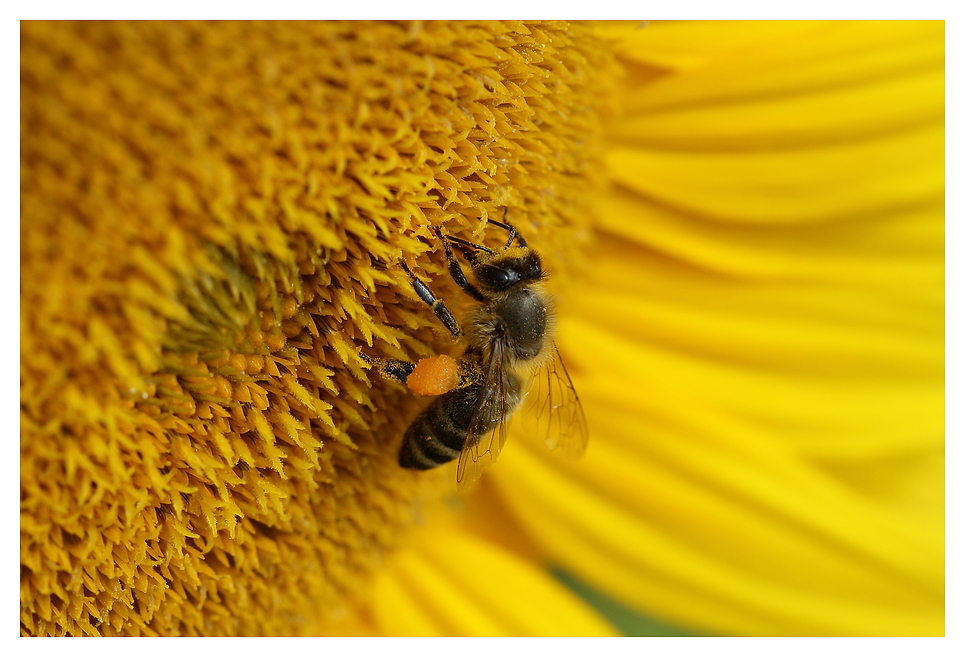 In der Sonnenblume