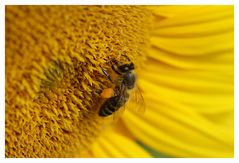 In der Sonnenblume