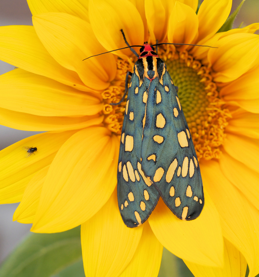 In der Sonnenblume … 