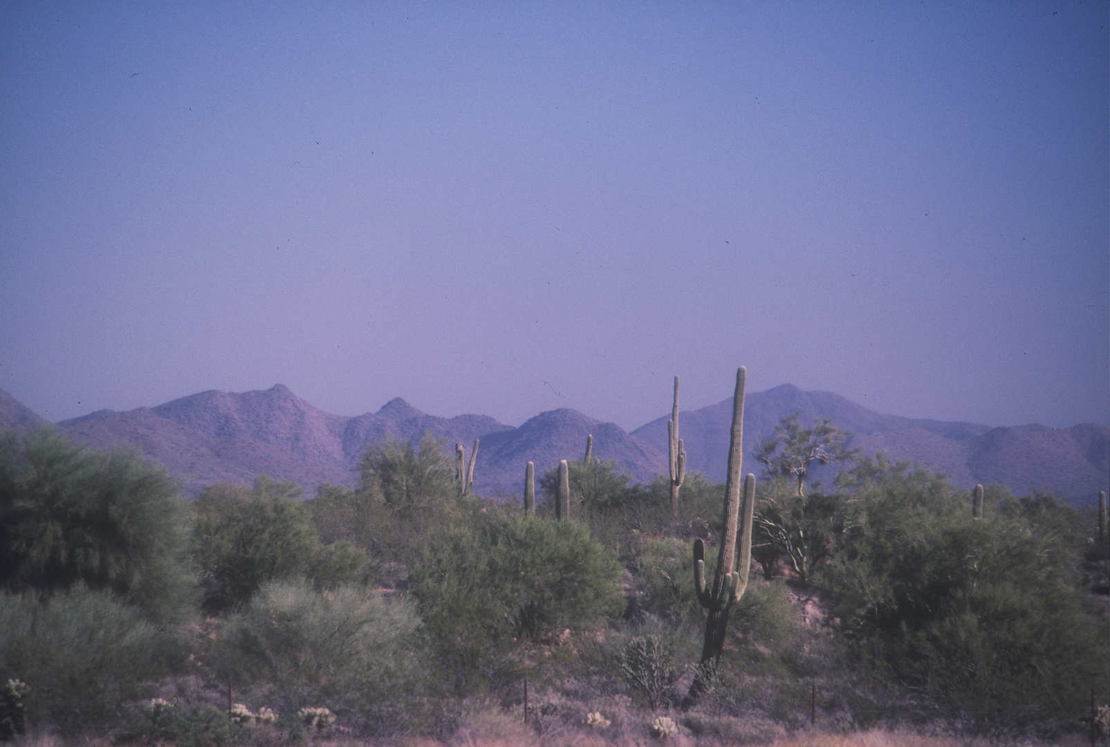 IN DER SONORA WÜSTE VON ARIZONA