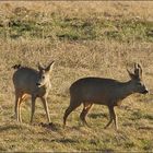 In der Spur des Alten