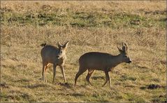 In der Spur des Alten