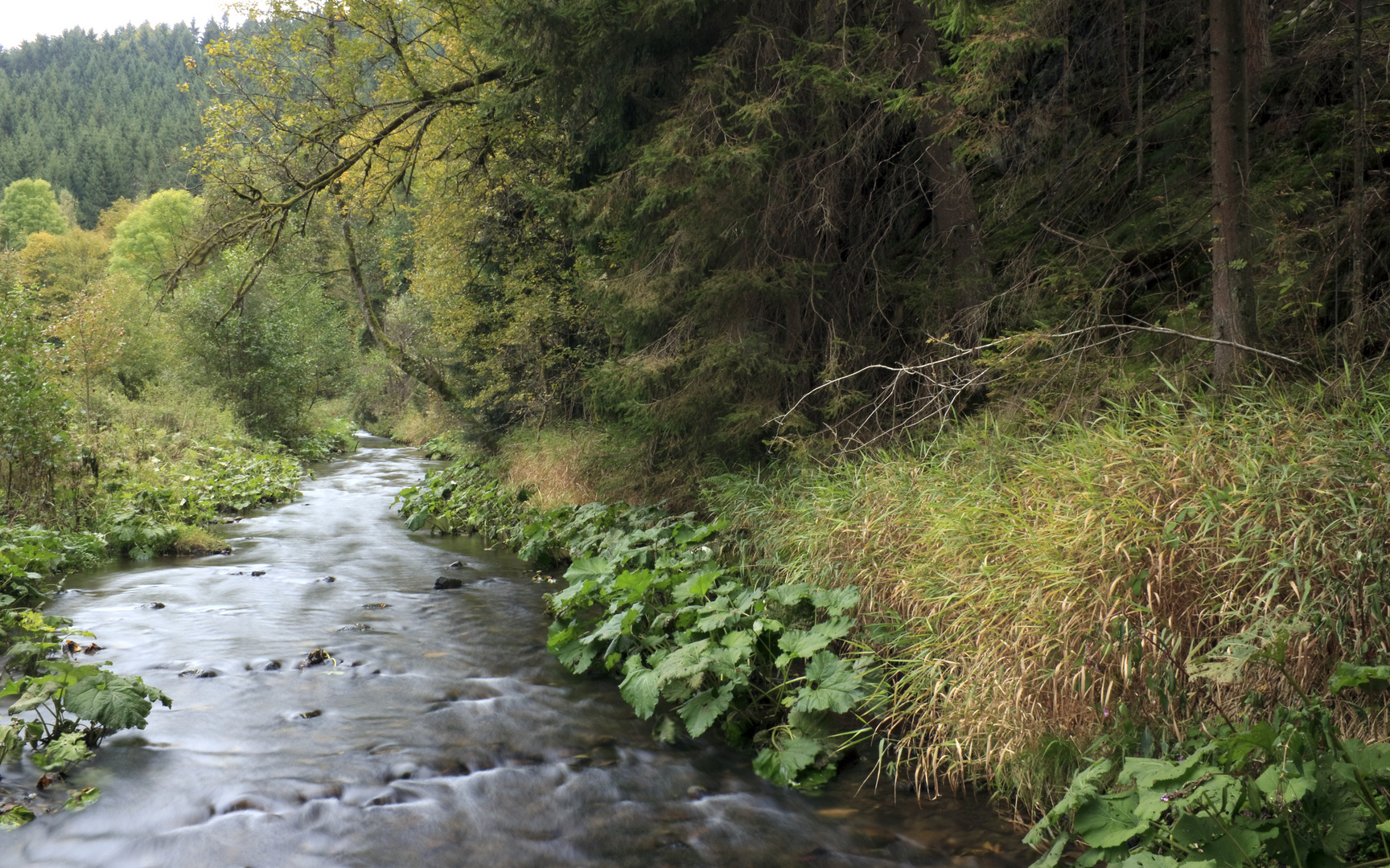 In der Steinachklamm