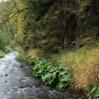 In der Steinachklamm