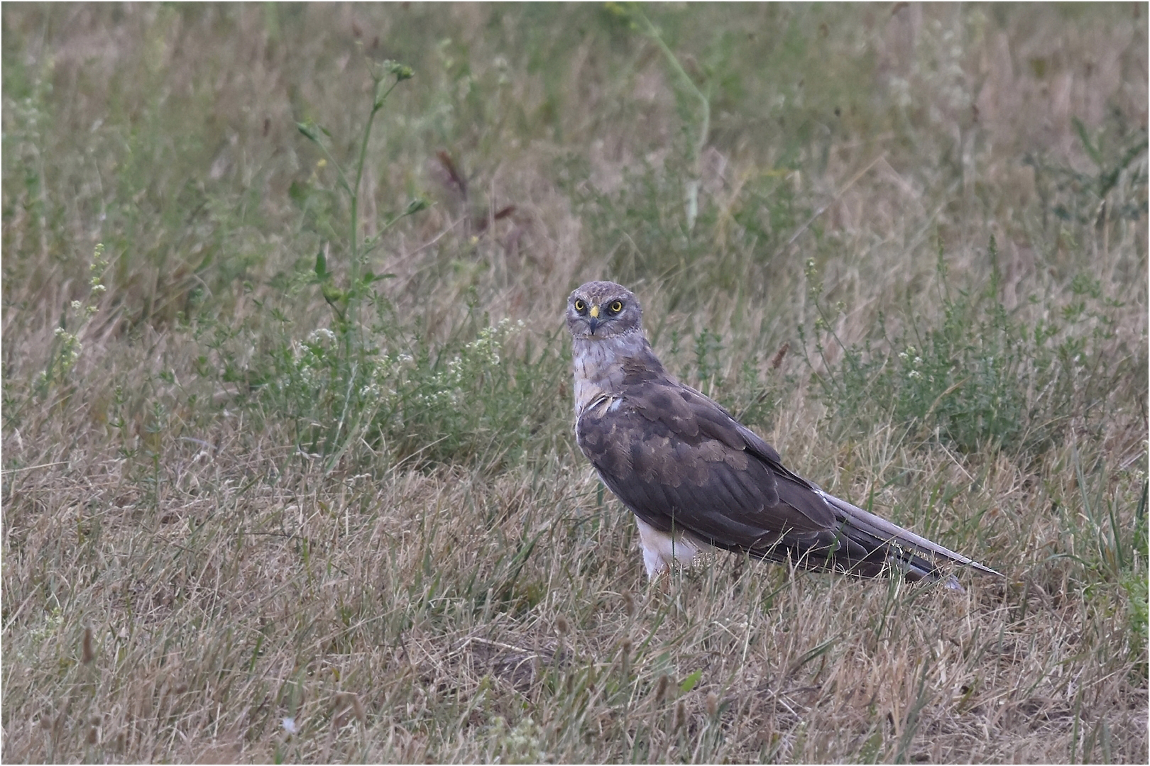 In der Steppe ...