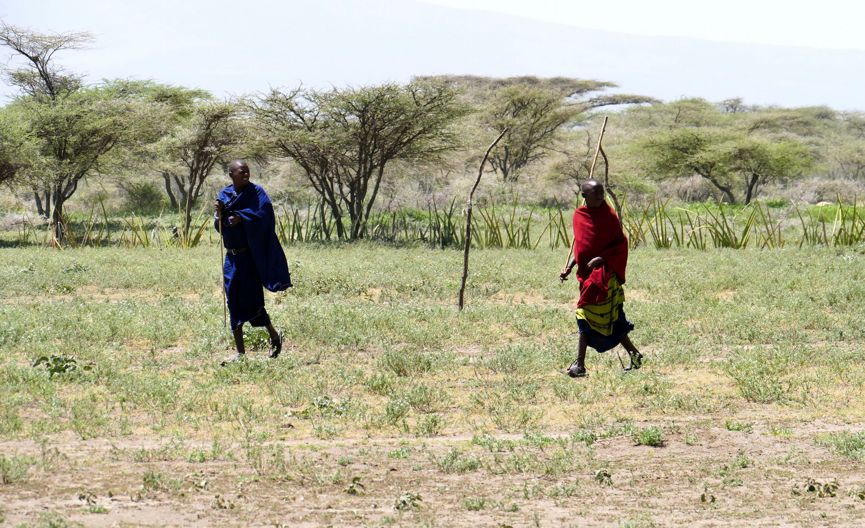 ...in der Steppe der Ngorongoro Conservation Aerea...