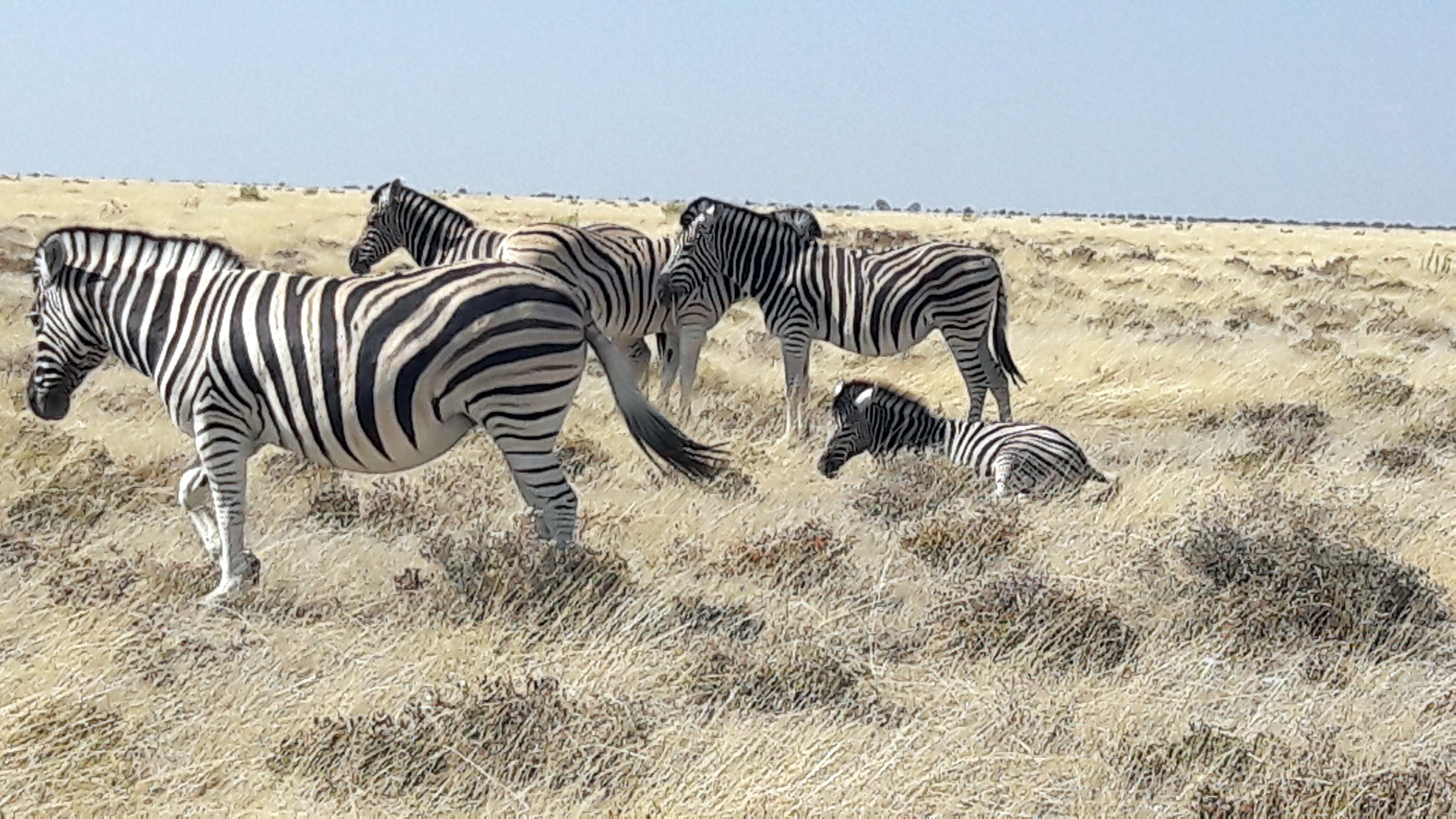 In der Steppe