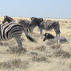 In der Steppe