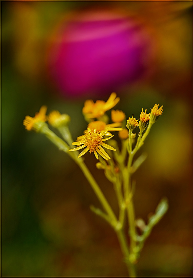 in der stille der blüte den weg zum herzen finden ...