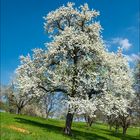 in der Streuobstwiese