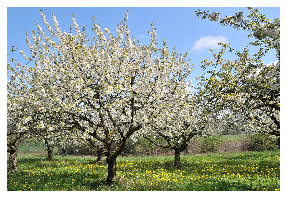 In der Streuobstwiese