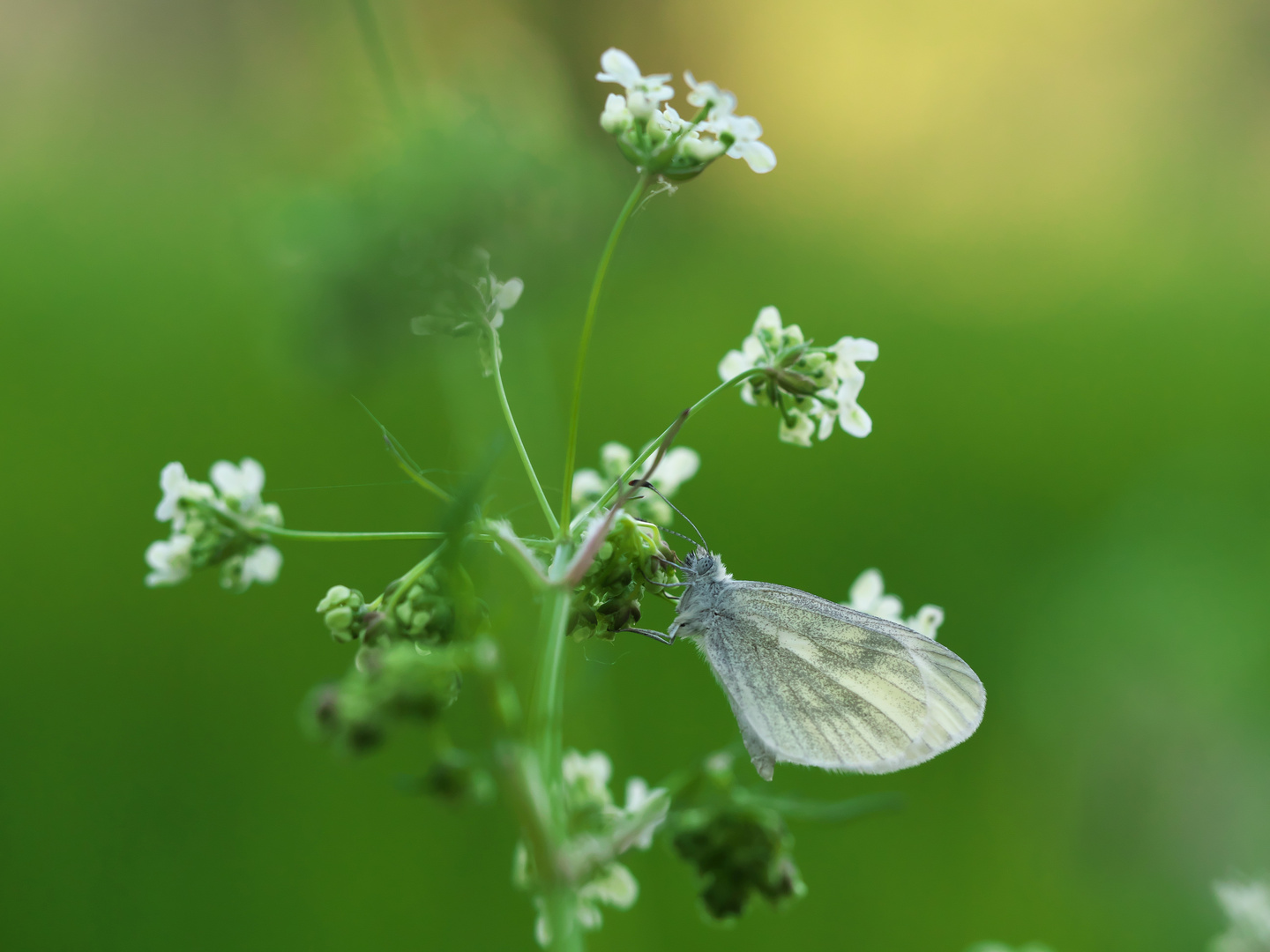 In der Streuobstwiese