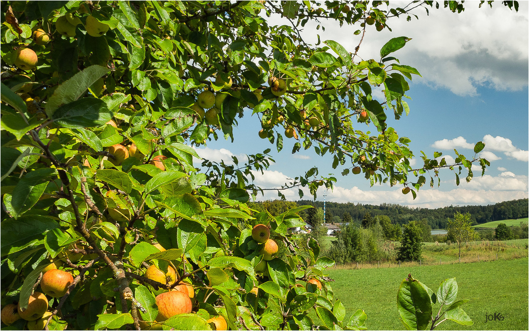 In der Streuobstwiese