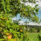 In der Streuobstwiese