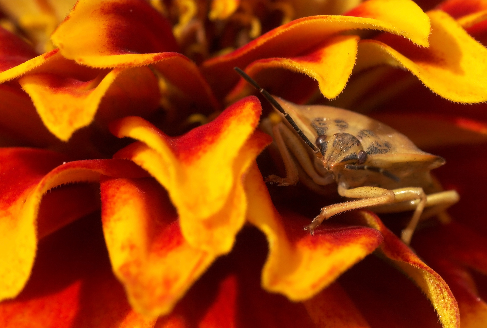 In der Studentenblume