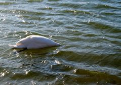 In der sturmbewegten Donau gründelnder Schwan