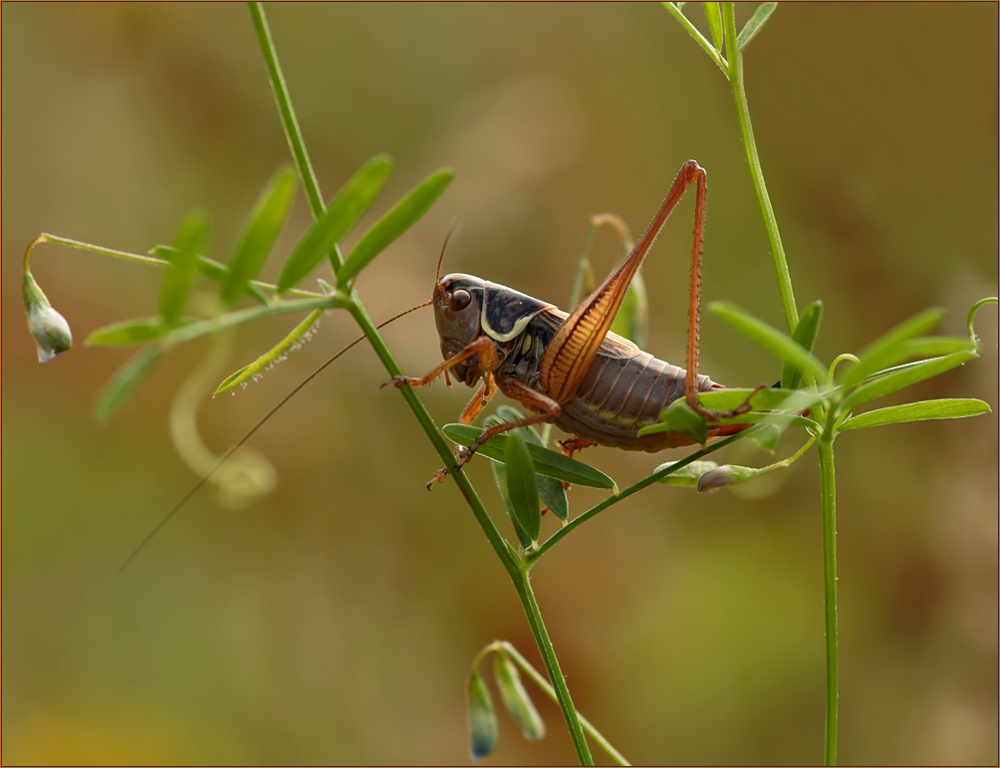 °°In der Tiefe des Wiesenmärchenwaldes°°