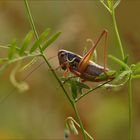 °°In der Tiefe des Wiesenmärchenwaldes°°