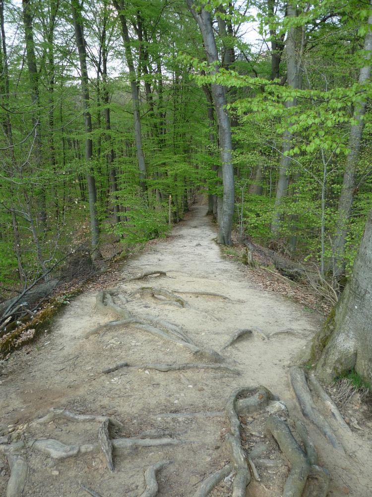 in der Tiefe vom Kehlheimer Wald