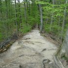 in der Tiefe vom Kehlheimer Wald