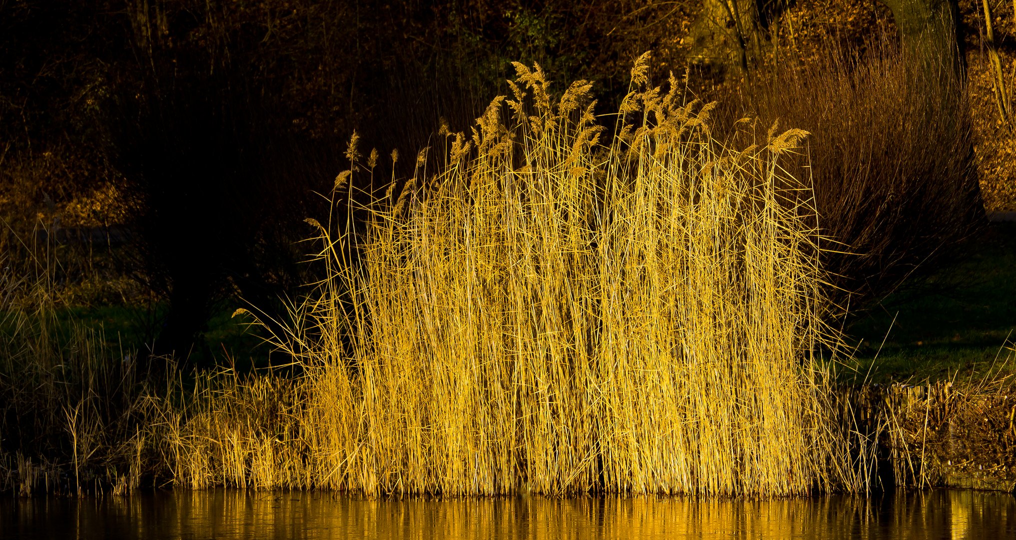 In der tiefstehenden Winter-Sonne