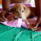 In der Tierklinik in Kandy