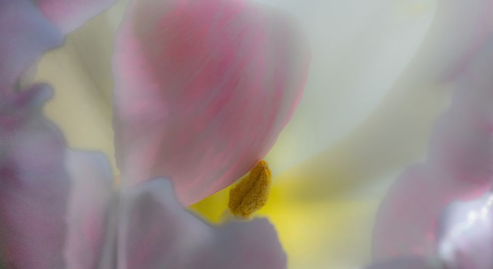 in der Tulpe