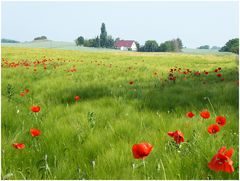 In der Uckermark.