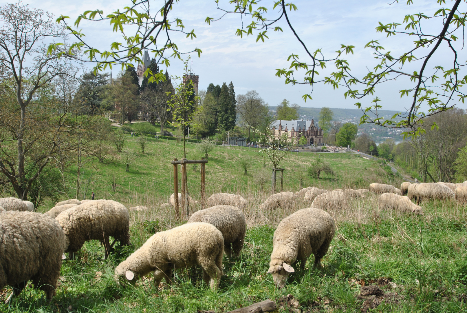 In der Umgebung des Drachenfelses 1