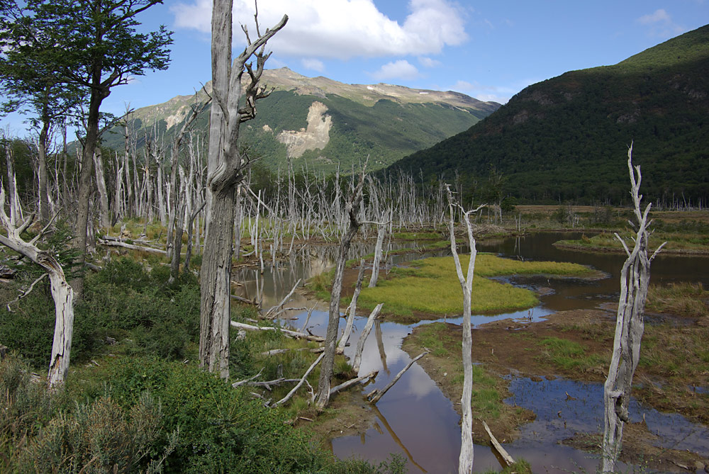 in der Umgebung von Ushuaia