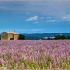 In der Umgebung von Valensole