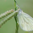 In der unteren Vegetation ....