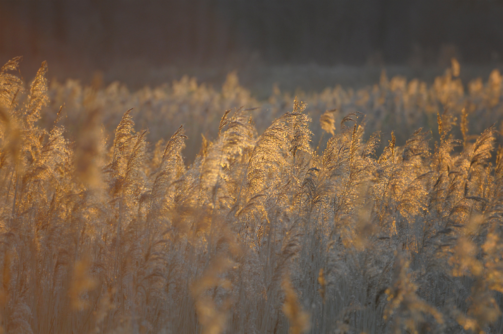 In der untergehenden Sonne...