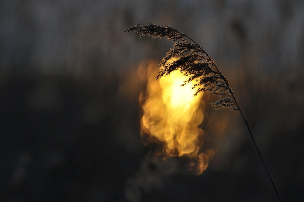 in der untergehenden Sonne