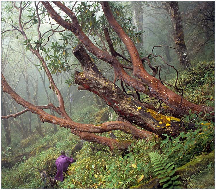 in der Urwaldzone im Manaslu-Gebiet