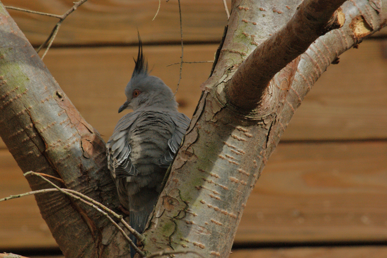 In der Vogelvoliere