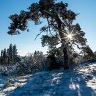 In der Wacholderheide...