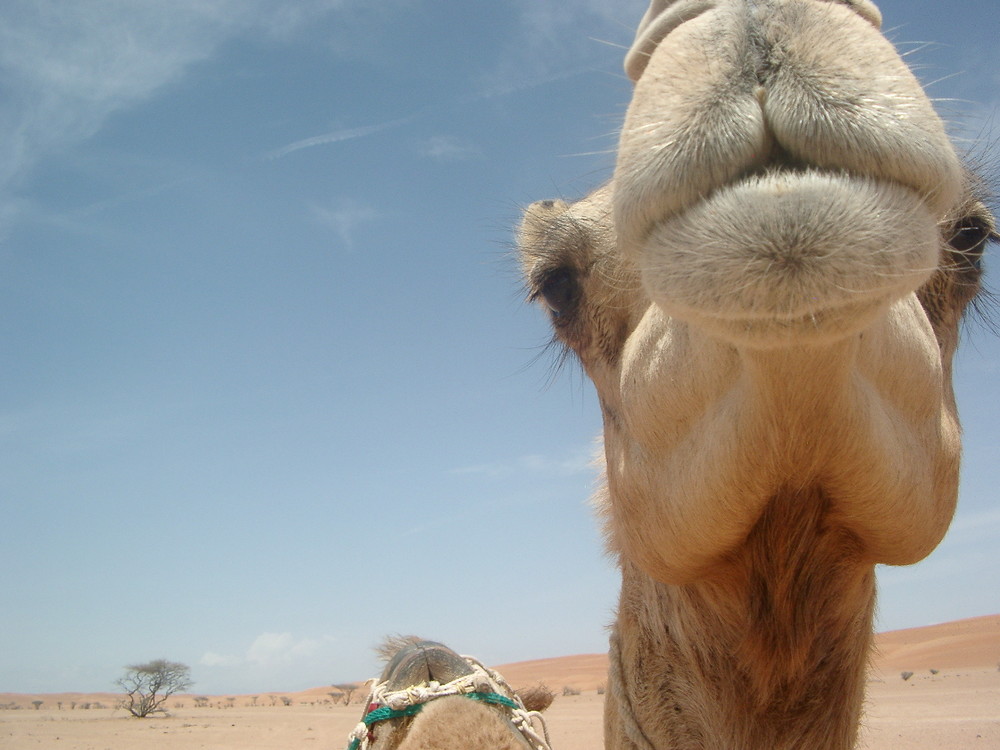 In der Wahibawüste, Oman