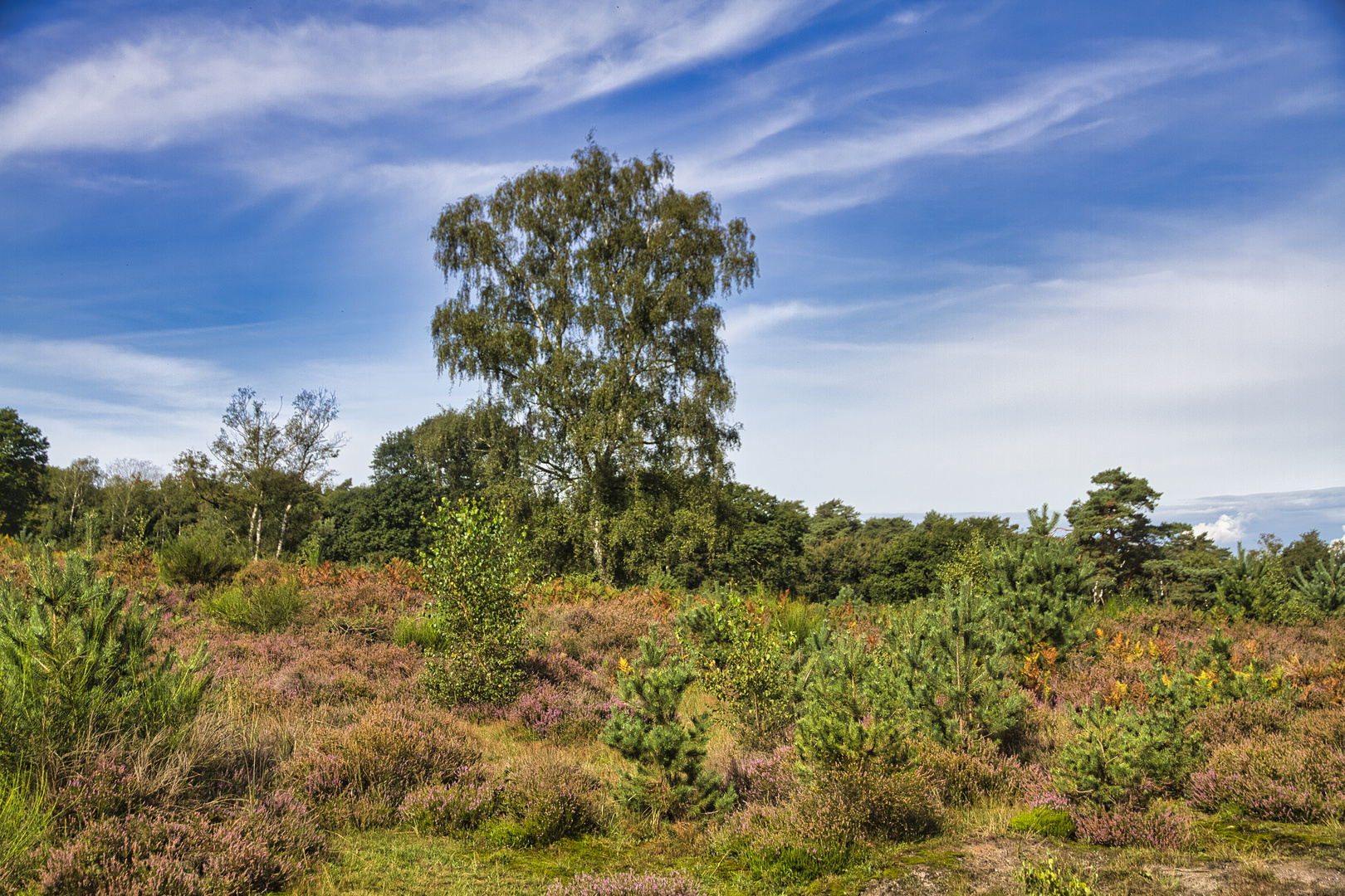 In der Wahner Heide