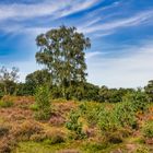 In der Wahner Heide