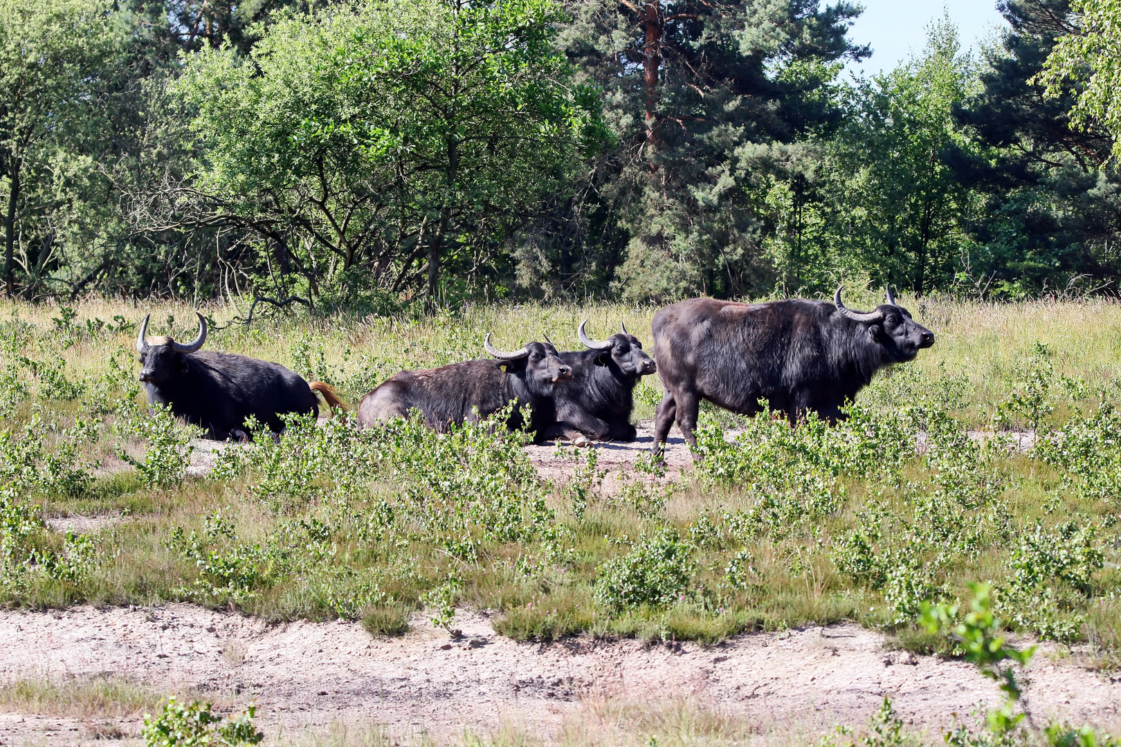 in der Wahner-Heide