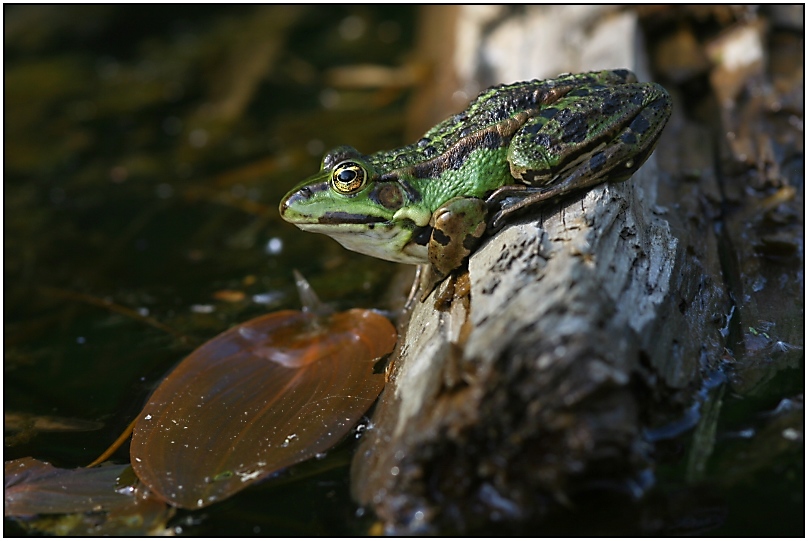 in der Wahner Heide