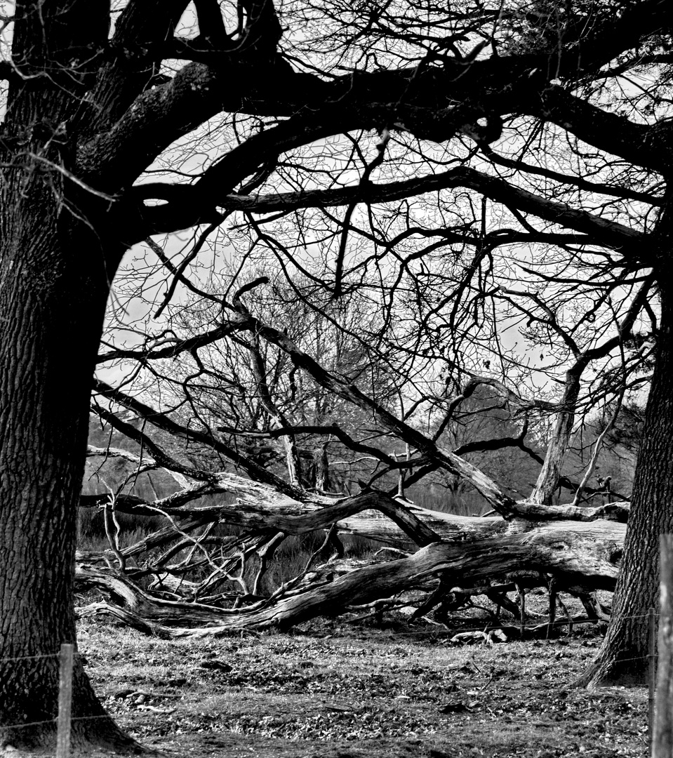 In der Wahner Heide