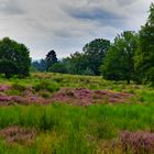 In der Wahner Heide